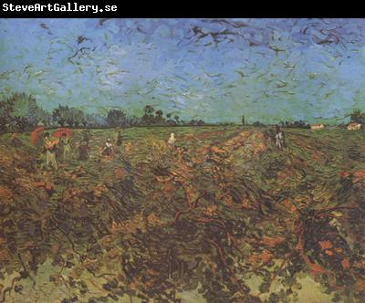 Vincent Van Gogh The Green Vineyard (nn04)